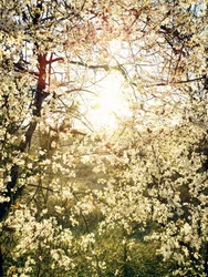 Flores radiantes da primavera