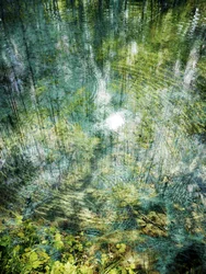 Reflexo ondulante na floresta