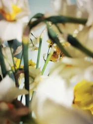 Narcisos amarelos suaves