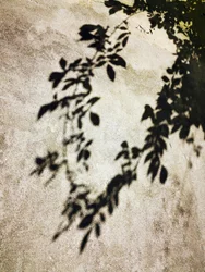 Sombras de folhas iluminadas pelo sol