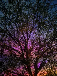 Árvore do Pôr do Sol Vibrante