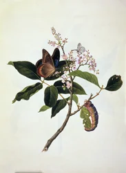 Borboleta e lagarta sobre uma planta