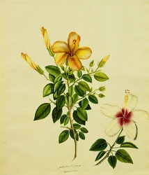 Estudos de Hibisci, um Aloe e outros, c.1840