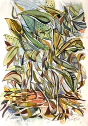 No coração da selva