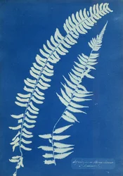 Asplenium Braziliense, South America, c.1850