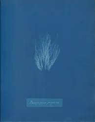 Bangia fusco-purpurea, ca. 1853.