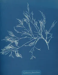 Cystoseira Fæniculacea, ca. 1853.