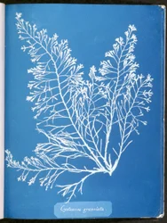 Cystoseira granulata, de "Fotografias de algas britânicas: impressões de cianotipia", publicado 1843-53