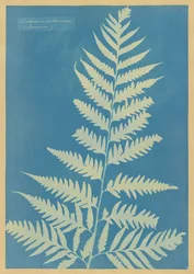 Dicksonia arborescens, Jamaica