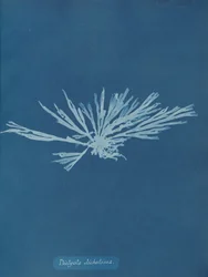 Dictyota dichotoma, ca. 1853.