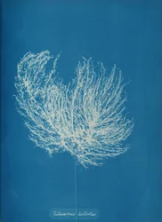 Ectocarpus distante, ca. 1853.