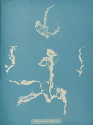 Enteromorpha ramulosa, ca. 1853