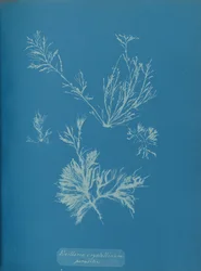 Exillaria crystallinum parasita, ca. 1853.