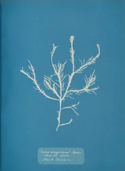 Fucus Æruginoso Turner. Com. Mar Lisboa Novo na Grã-Bretanha., Aprox. 1853.