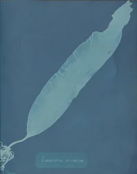 Laminaria saccharina, ca. 1853.