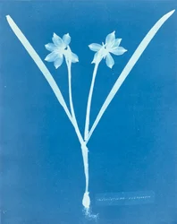 Leucojam Varium, de Anna Atkins