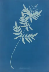 Osmunda Rigalis (Austrália)