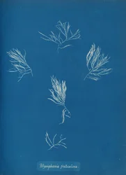 Polysiphonia fruticulosa, ca. 1853.