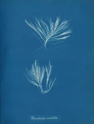 Polysiphonia urceolata, ca. 1853.