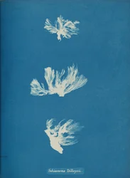Schizonema Dillwynii, ca. 1853.