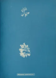 Schizonema ramosissimi, ca. 1853