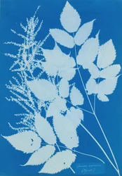 Spiraea aruncus Tirol, 1851-54.