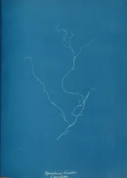 Sporochnius rhizodes ß paracloxa, ca. 1853