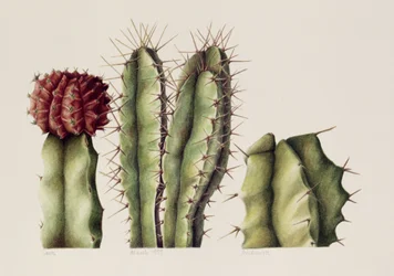 Cacti, 1999 (wc no papel)