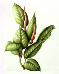 Usina de Borracha, 1999 (wc no papel)