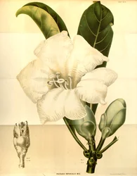 Fagraea imperialis