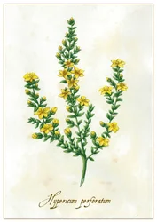 Hypericum perforatum, 2015 (guache)