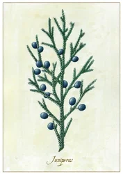 Juniperus, 2015 (guache)