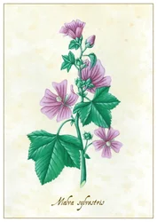 Malva sylvestris, 2015 (guache)