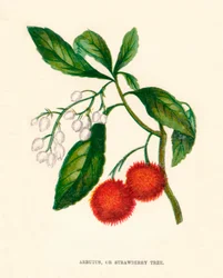 Arbutus, ou medronheiro, c1891, 1891