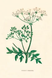 Hemlock comum, c1891, 1891
