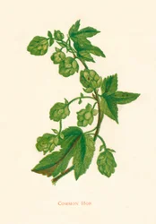 Lúpulo comum, c1891, 1891