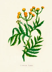 Tansy comum, c1891, 1891