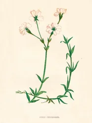 Chickweed de campo, c1891, 1891
