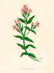 Genciana de campo, c1891, 1891