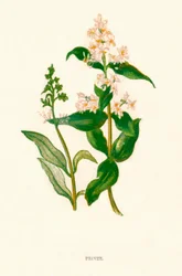 Privet, c1891, 1891