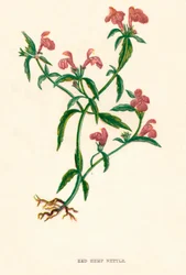 Urtiga de cânhamo vermelho, c1891, 1891