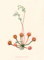 Sundew de folhas redondas, c1891, 1891