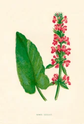 Betony de madeira, c1891, 1891