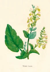 Sábio de madeira, c1891, 1891
