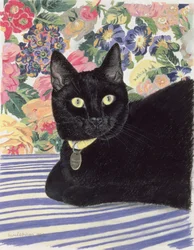 Gato preto