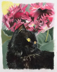 Tulipas negras
