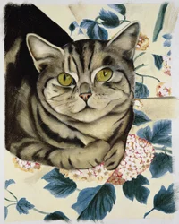 Gato malhado