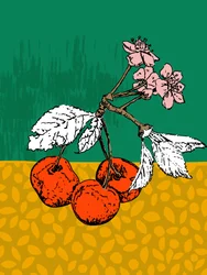 Flores de cerejeira