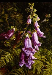 Foxgloves