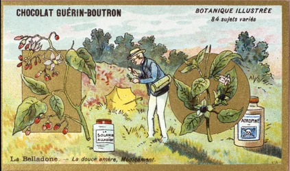 Belladonna: o doce amargo, o remédio. A gravura (cromo). Cromolitografia publicitária para os chocolates Guerin-Boutron, finais do século XIX. Série Botânica Illustree.